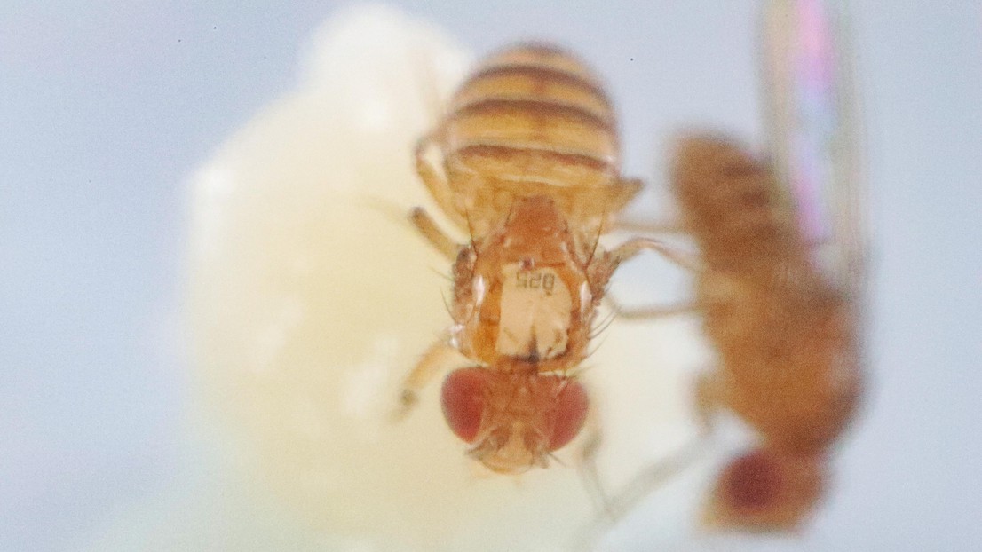 An implanted Drosophila melanogaster fruit fly (foreground) interacting with an intact one (background). Credit: 2022 EPFL/Alain Herzog - CC-BY-SA 4.0
