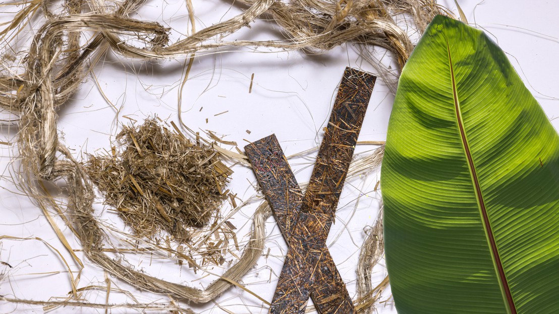 A promising avenue for certain composites: banana fiber. 2025 EPFL/Alain Herzog - CC-BY-SA 4.0