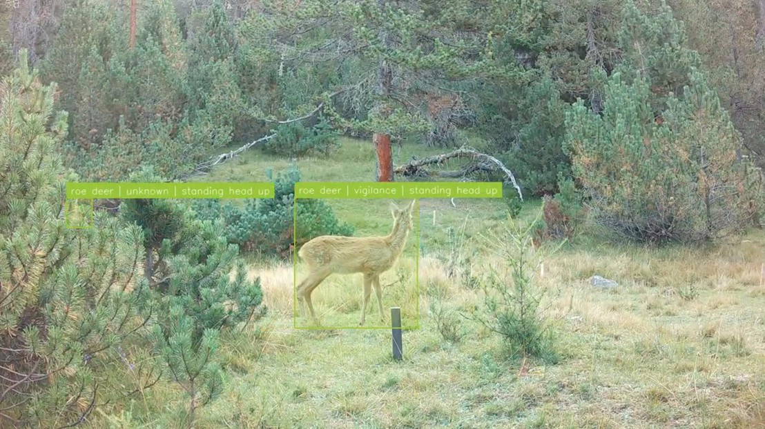 two roe deer foraging, with manual annotations for each individual animal. Credit: A. Mathis (EPFL)