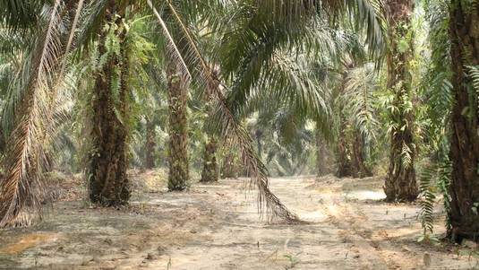 Palm oil plantations in Sumatra, Indonesia. © 2018 EPFL/WSL