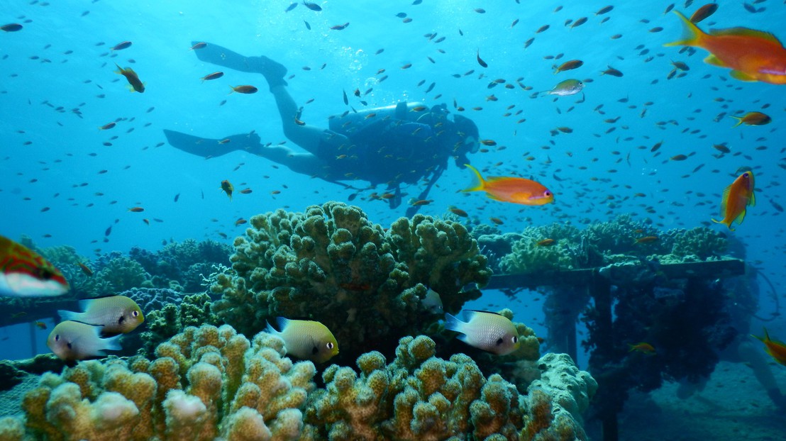 The seabed of the Red Sea. © Maoz Fine